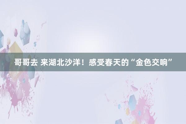 哥哥去 来湖北沙洋！感受春天的“金色交响”